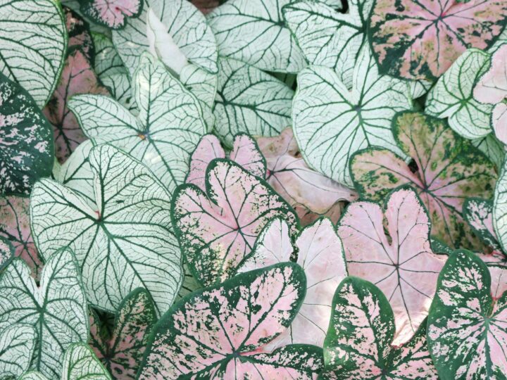 Jardin botanique Alexandru Buia